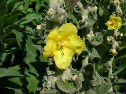 Image result for Verbascum densiflorum