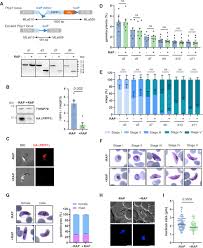 Attēlu rezultāti vaicājumam “Dianema depressum plasmodium”