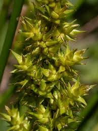 Attēlu rezultāti vaicājumam “Carex loliacea fruit”