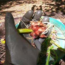 Attēlu rezultāti vaicājumam “Herminium monorchis fruit”