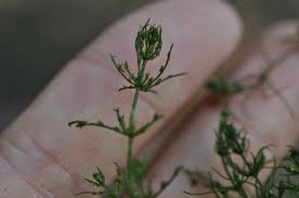 Attēlu rezultāti vaicājumam “Chara contraria”