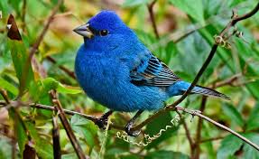 Image result for Passerina cyanea