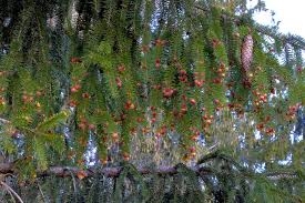 Attēlu rezultāti vaicājumam “Picea abies male flower”