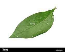 Attēlu rezultāti vaicājumam “Silene baccifera leaf”