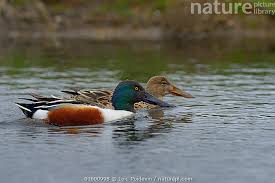 Attēlu rezultāti vaicājumam “Anas clypeata male”