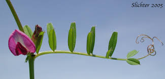 Attēlu rezultāti vaicājumam “Vicia angustifolia flower”