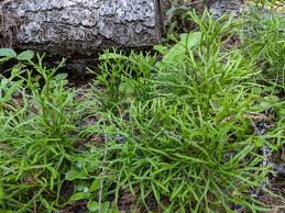 Attēlu rezultāti vaicājumam “Diphasium complanatum”