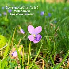 Attēlu rezultāti vaicājumam “Viola sororia flower”