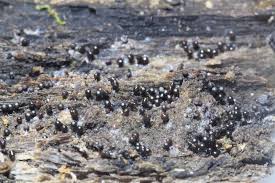 Attēlu rezultāti vaicājumam “Cribraria argillacea spores”