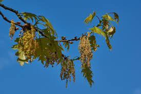 Attēlu rezultāti vaicājumam “Quercus rubra flower”