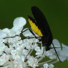 Attēlu rezultāti vaicājumam “Sciara analis”