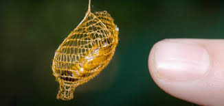 Attēlu rezultāti vaicājumam “cocoon”