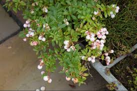 Attēlu rezultāti vaicājumam “Gaultheria cuneata”