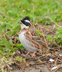 Image result for Emberiza rustica