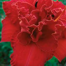 Image result for Hemerocallis `Moses Fire`