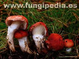 Attēlu rezultāti vaicājumam “Gomphidius roseus”