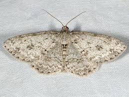 Attēlu rezultāti vaicājumam “Ectropis crepuscularia”