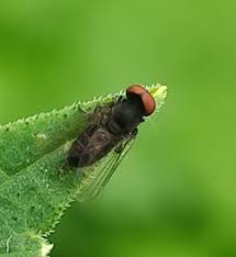 Attēlu rezultāti vaicājumam “Platypezidae”