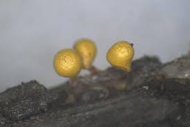 Attēlu rezultāti vaicājumam “Trichia contorta macro”