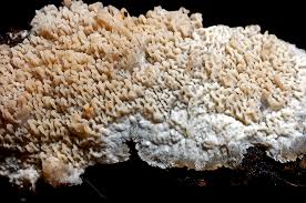 Attēlu rezultāti vaicājumam “Phlebia rufa”