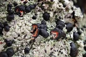 Attēlu rezultāti vaicājumam “Mycoblastus sanguinarius”