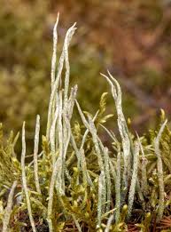 Attēlu rezultāti vaicājumam “Cladonia cornuta”