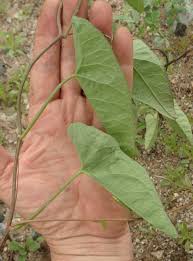 Attēlu rezultāti vaicājumam “Calystegia sepium leaf”