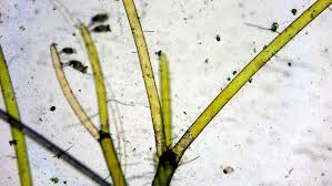 Attēlu rezultāti vaicājumam “Nitella sp.”