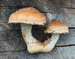 Attēlu rezultāti vaicājumam “Pholiota heteroclita”