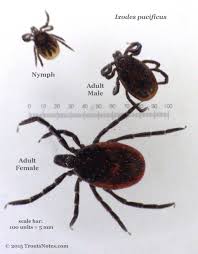 Attēlu rezultāti vaicājumam “Ixodes male”