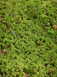 Attēlu rezultāti vaicājumam “Sphagnum wulfianum”