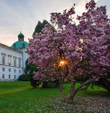 Attēlu rezultāti vaicājumam “Magnolia”