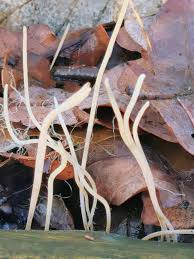 Attēlu rezultāti vaicājumam “Macrotyphula juncea”