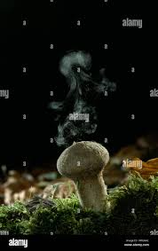 Attēlu rezultāti vaicājumam “Reticularia lycoperdon young”