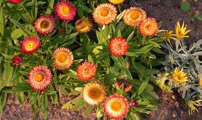 Image result for Strohblume