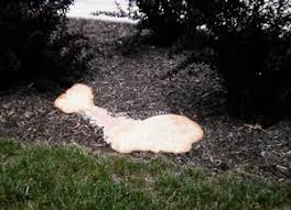 Attēlu rezultāti vaicājumam “Fuligo septica var. candida plasmodium”