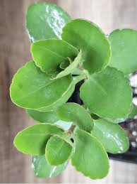 Image result for Kalanchoe blossfeldiana