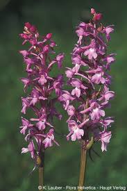 Attēlu rezultāti vaicājumam “Gymnadenia conopsea flower”