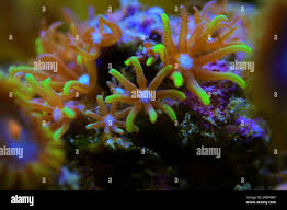 Attēlu rezultāti vaicājumam “Siphoptychium violaceum macro”