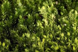 Attēlu rezultāti vaicājumam “Taxiphyllum wissgrillii”