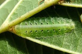 Attēlu rezultāti vaicājumam “Euura brevicornis larva”