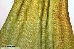 Attēlu rezultāti vaicājumam “Leucodon sciuroides”