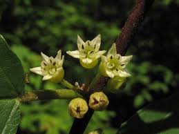 Attēlu rezultāti vaicājumam “Frangula alnus flower”