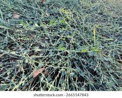 Attēlu rezultāti vaicājumam “Polygonum arenastrum leaf”