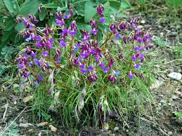 Attēlu rezultāti vaicājumam “Lathyrus vernus”