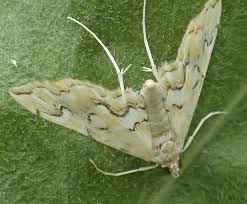 Attēlu rezultāti vaicājumam “Pyralididae”