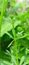Image result for Galium aparine