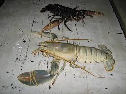 Image result for Homarus gammarus