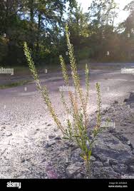 Attēlu rezultāti vaicājumam “Lepidium densiflorum”