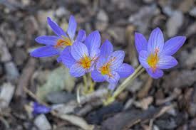 Attēlu rezultāti vaicājumam “Crocus speciosus flower”